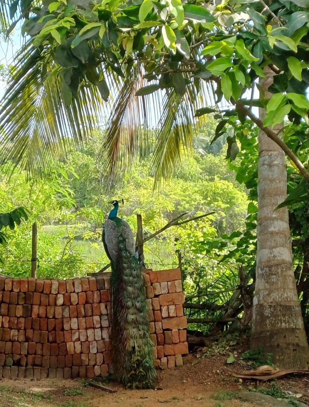 Turtle Island Cabana Tangalle Luaran gambar